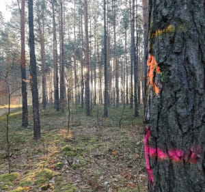 Pieszo, biegowo przy najstarszej sośnie - Mińsk Mazowiecki - 2