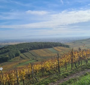 Balade dans les vignes depuis Katzenthal - Katzenthal - 2
