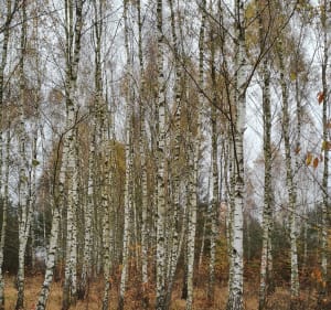 Las lisciasty, rzeka, pola - Marcin - 4