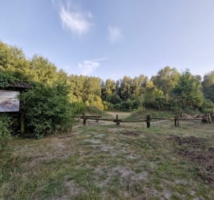 Spacer w Lesie Bródnowskim z nutą historii z X wieku - Warszawa - 5