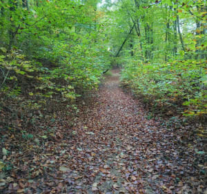 Circuit du renard, au dessus de Fameck - Fameck - 2
