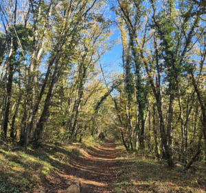 Dans les Bois de Vantoux, par Combe Grivot - Adrien - 3