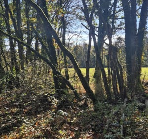 Dans les Bois de Vantoux, par Combe Grivot - Messigny-et-Vantoux - 2