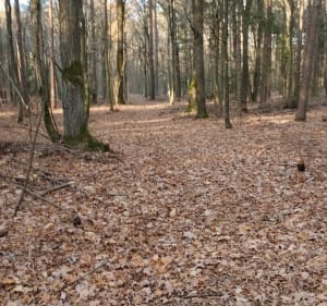 Dojlidy Górne spacer po lesie - Białystok - 2