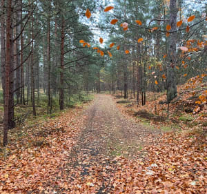 Jurata - Hel - Jurta morzem, lasem i Zatoką - Błażej - 2