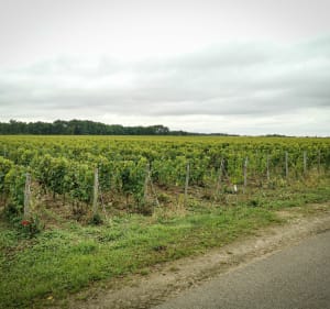 Boucle entre Cher et Loire 100% plaisir - Azay-sur-Cher - 2