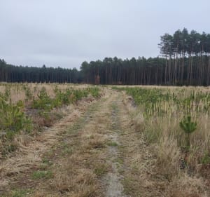 Spacer, nordic walking lub przebieżka - Izabela - 2