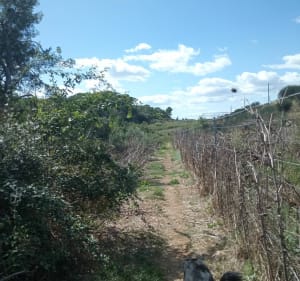Sentier de la Tour de Farges, et Lunel-Viel - Lunel-Viel - 2