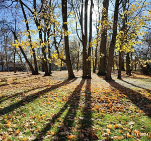 Skierniewice Park Miejski - Skierniewice - 2