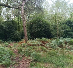 Entre champs et forêts dans le bois de Brillehaut - Saint-Pierre-la-Garenne - 2