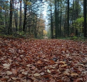 Las Poręby i piękne ścieżki - Poręby - 2