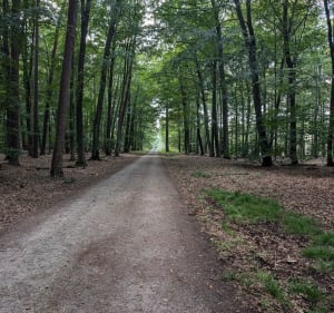 Balade dans la Forêt d'Oderfang - Saint-Avold - 2