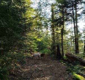 Sur les hauteurs de Vecoux - Vecoux - 2