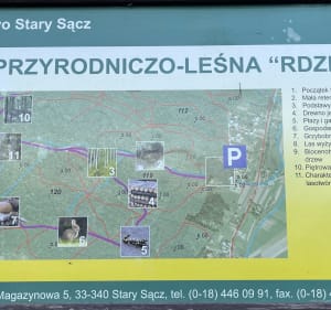 Ścieżka Przyrodniczo- Leśna "Rdziostów" - Marcinkowice - 2