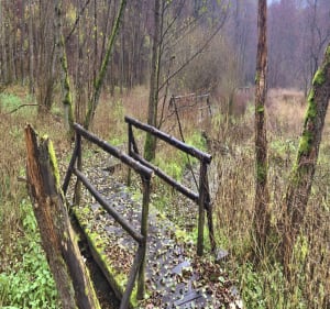 Wzdłuż Strugi do/od Młyna - Białe Błota - 2