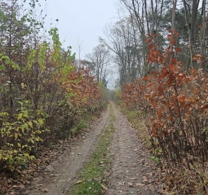 Lisia pętla - Tomasz - 3