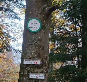 Balade à Walscheid - Walscheid - 2