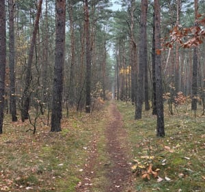 Leśna Pętelka - Bydgoszcz - 2