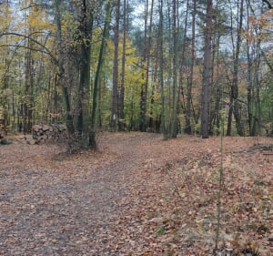 Rekreacyjna trasa miejsko - leśna - Grzegorz - 2