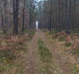 Gorzów śląski przez las do Rosoch i na mini single - Gorzów Śląski - 2