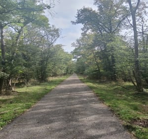 Forêt et étang de Nonnenbruch - Richwiller - 2
