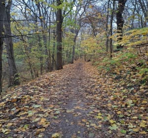 Staw Olszak - Poznań - 2