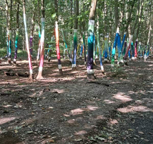 Forêt de Roumare - Canteleu - 2