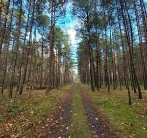 Burki/Sławków + Maczki/Sosnowiec - Sosnowiec - 2