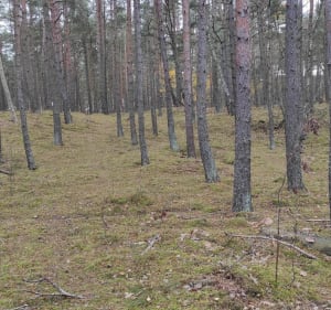 Sobieszewo i Łosie - Gdańsk - 2