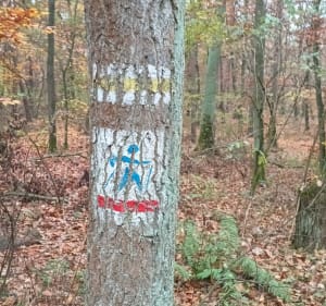 5km po lesie miejskim w Gnieźnie - Gniezno - 4