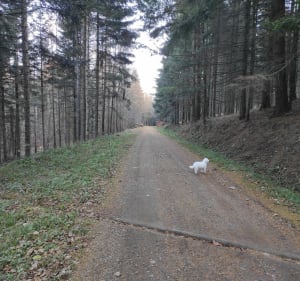 Uklejna z Myślenic - Myślenice - 2