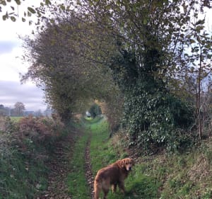 Une petite boucle dans le bocage Athisien - Athis-Val-de-Rouvre - 2