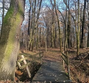 Baranowicze - przy Baranioku - Żory - 2