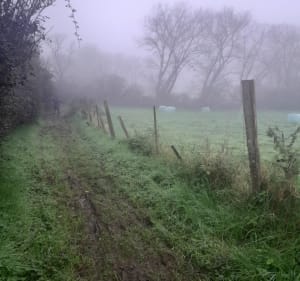 La campagne de Merckeghem - Merckeghem - 2