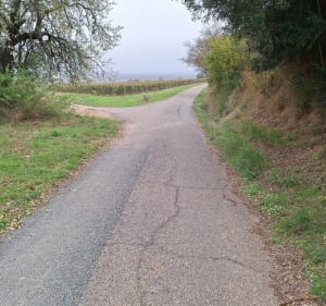 Entre les oliviers et les vignes par Puech de Bouquet - Thézan-lès-Béziers - 2