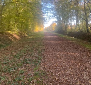 Balade en forêt de Montargis - Amilly - 2