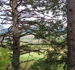 Rando de Compeyre, par le Bois de Quézaguet - Compeyre - 2