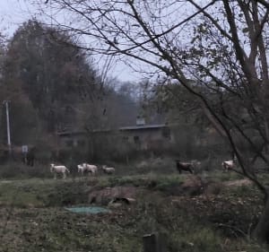 Krótka trasa do okoła Przybradza - Przybradz - 2