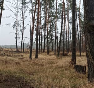 Rakowiecka rundka po lesie - Rakowiec - 2