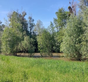 Seignelay vers Beaumont par la Vallée du Serein - THIERRY - 3
