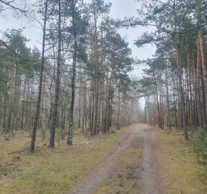 Ścieżki Lasku Miejskiego w Ozorkowie - Ozorków - 2