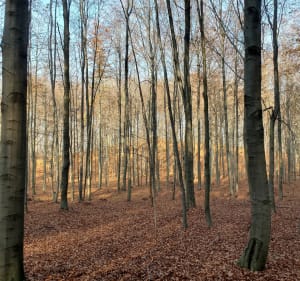 Z parkingu leśnego na Diablą Góre. - Bukowno - 2