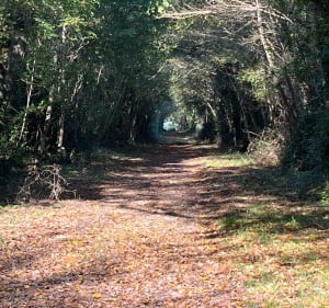 Balade à l’ombrière - Geay - Geay - 2