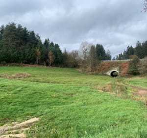 St-Romain-Lachalm - Emma - 5