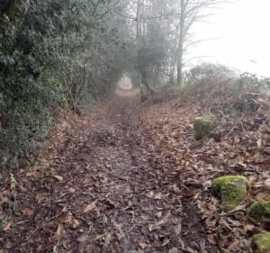 Cieux Sentier des hêtres - Cieux - 2