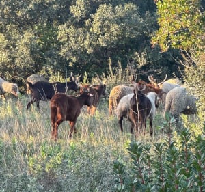 De Sanilhac à la Baume puis Collias puis retour - Sanilhac-Sagriès - 2