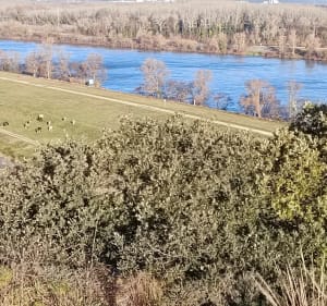 Au bord du Rhône à Montfaucon - Montfaucon - 2