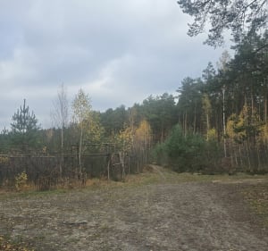 Lasy Mareckie i Warszawa - Warszawa - 2