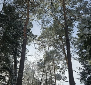 Forêt d'Olima - Les Forges - 2