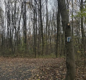 Katowice, Park Śląski, leśne ścieżki - Dominika - 3